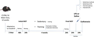 Physical Exercise Exacerbates Acute Kidney Injury Induced by LPS via Toll-Like Receptor 4